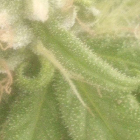 Charlie beezilka og growlog timeline photo