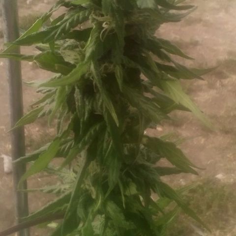 Charlie beezilka og growlog timeline photo