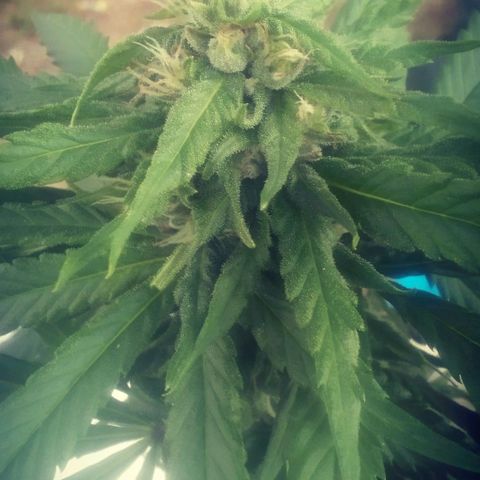 Charlie beezilka og growlog timeline photo