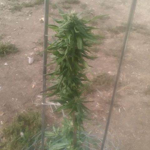 Charlie beezilka og growlog timeline photo