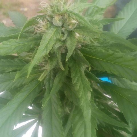 Charlie beezilka og growlog timeline photo