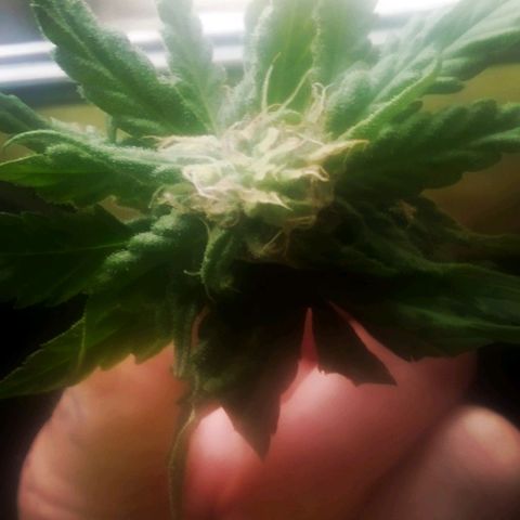 Charlie beezilka og growlog photo: Picked a small bud to try 