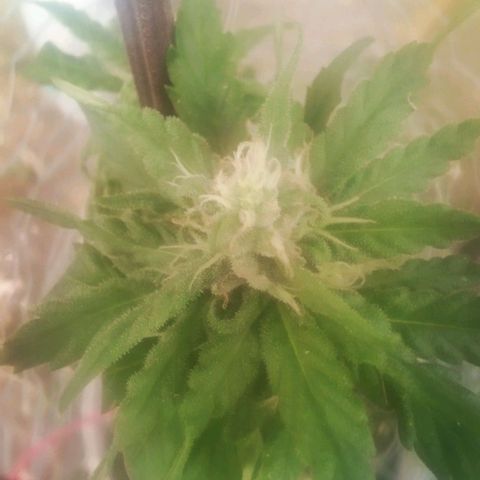 Charlie beezilka og growlog photo: Picked a small bud to try 