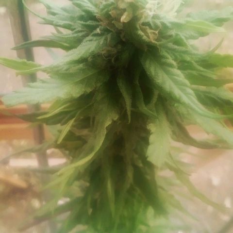 Charlie beezilka og growlog photo: Picked a small bud to try 