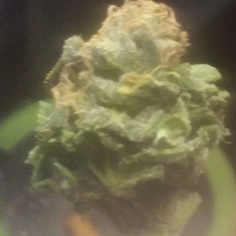 Charlie beezilka og growlog photo: Just a sample 