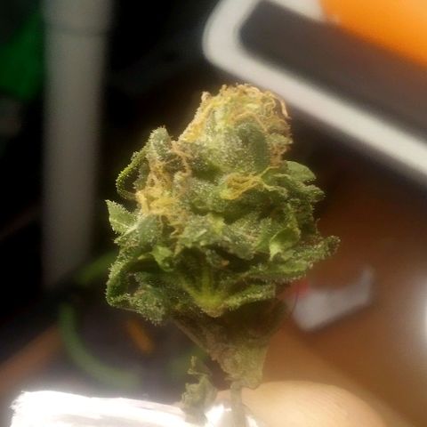 Charlie beezilka og growlog photo: Just a sample 