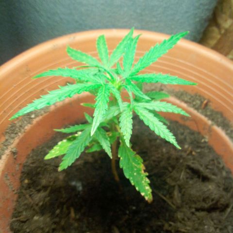 Charlie beezilka og growlog photo: New flower