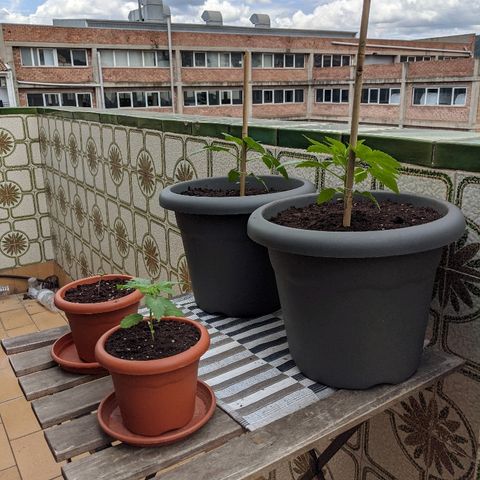 La lilosa growlog timeline photo