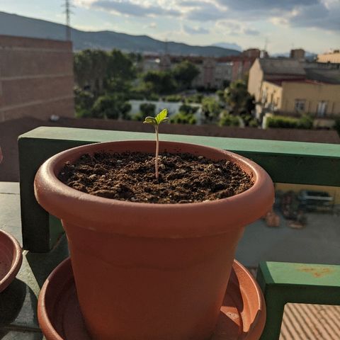 La lilosa growlog timeline photo