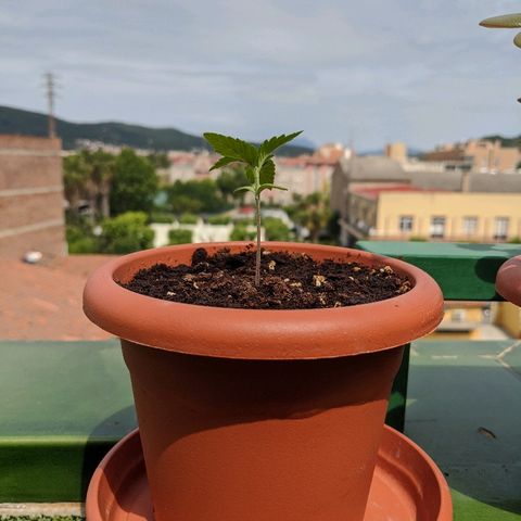 La lilosa growlog timeline photo