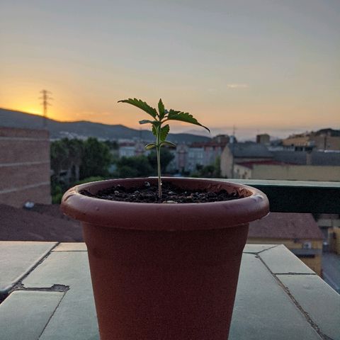 La lilosa growlog timeline photo
