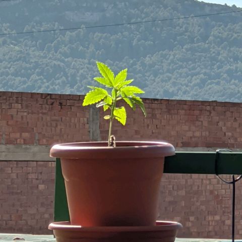 La lilosa growlog photo: 🐝🌱