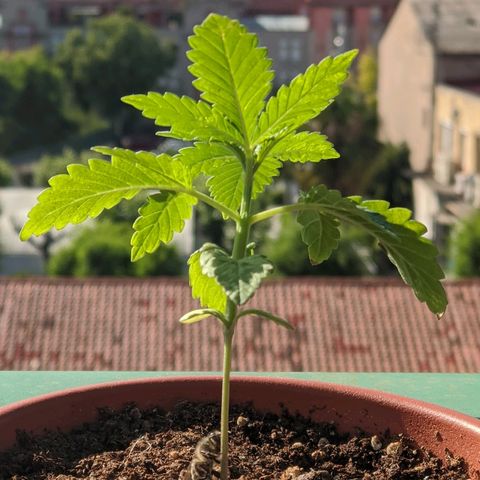 La lilosa growlog photo: 🐝🌱