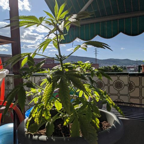 La lilosa growlog timeline photo
