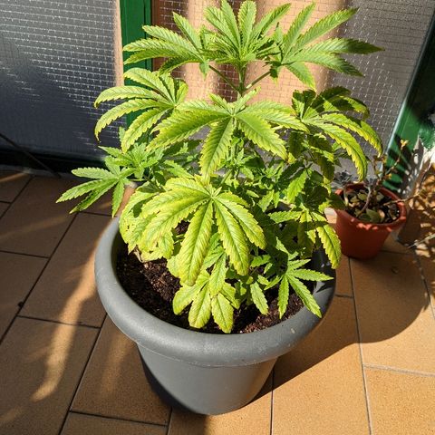 La lilosa growlog timeline photo