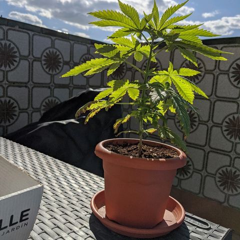 La lilosa growlog timeline photo