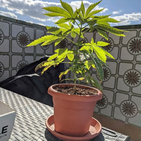 La lilosa growlog timeline photo