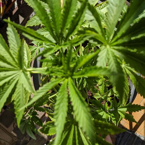 La lilosa growlog timeline photo