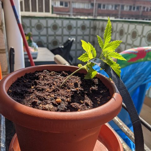 La lilosa growlog timeline photo