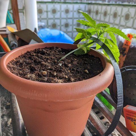 La lilosa growlog timeline photo