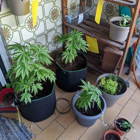 La lilosa growlog timeline photo