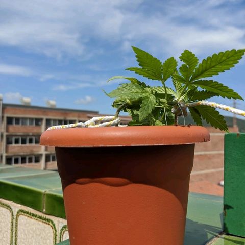 La lilosa growlog timeline photo