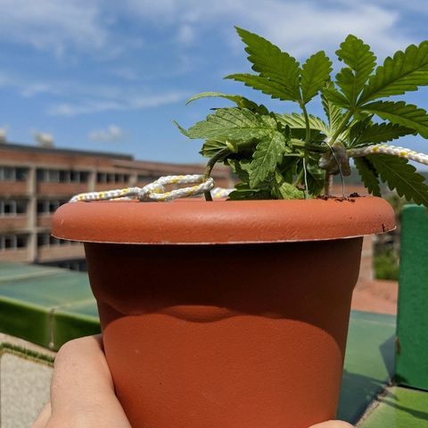 La lilosa growlog timeline photo