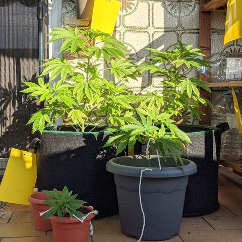 La lilosa growlog timeline photo