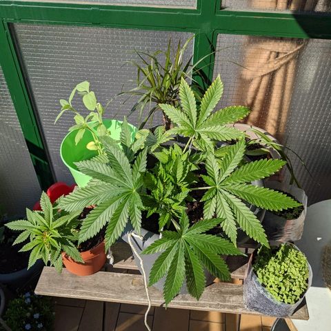 La lilosa growlog timeline photo