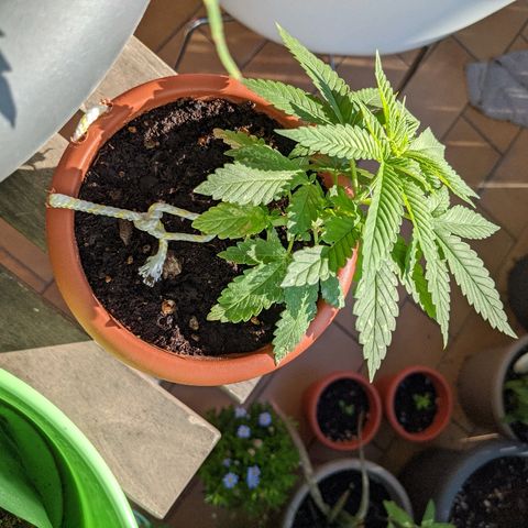 La lilosa growlog timeline photo