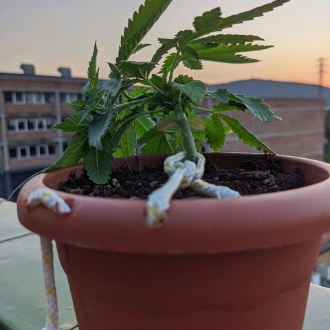 La lilosa growlog timeline photo