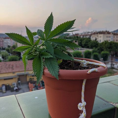 La lilosa growlog timeline photo