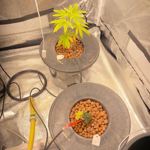 Big Bud #3 growlog photo: Seul mon croisement fonctionne à merveille 