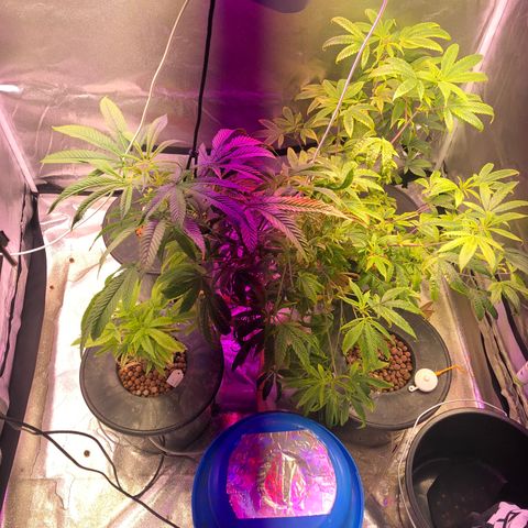 Big Bud #3 growlog timeline photo