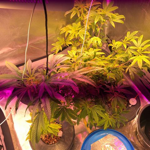 Big Bud #3 growlog timeline photo