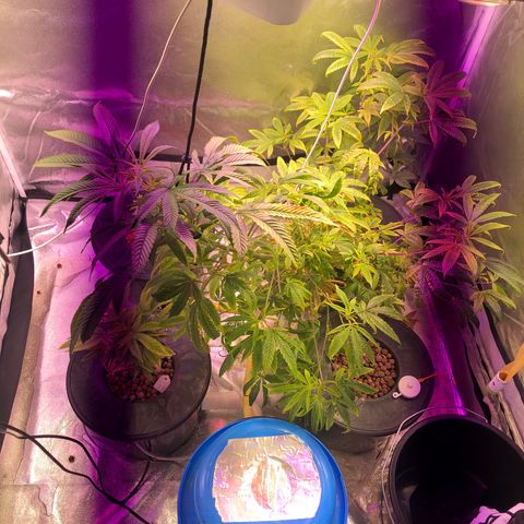 Big Bud #3 growlog timeline photo