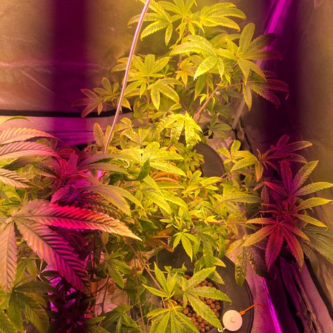 Big Bud #3 growlog timeline photo