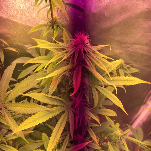 Big Bud #3 growlog timeline photo