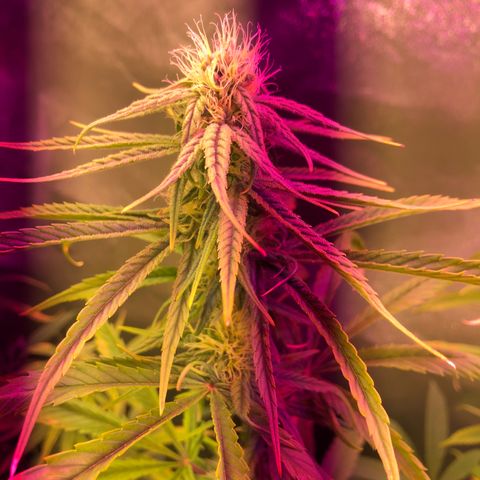 Big Bud #3 growlog timeline photo