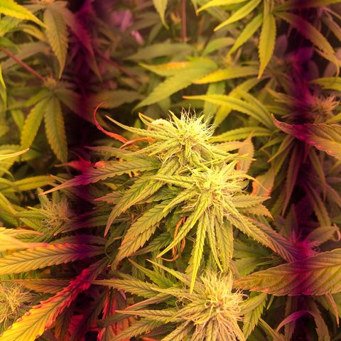 Big Bud #3 growlog timeline photo