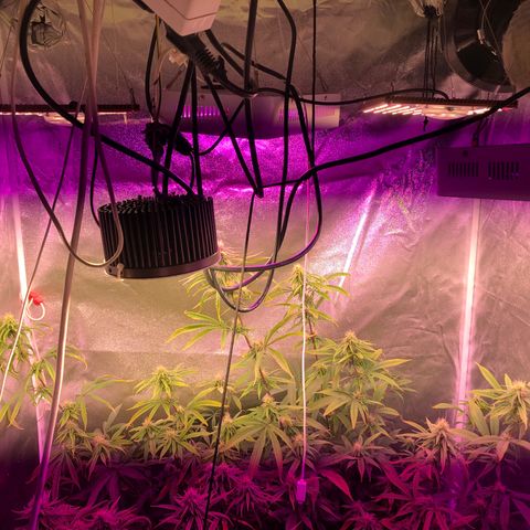 Big Bud #3 growlog timeline photo