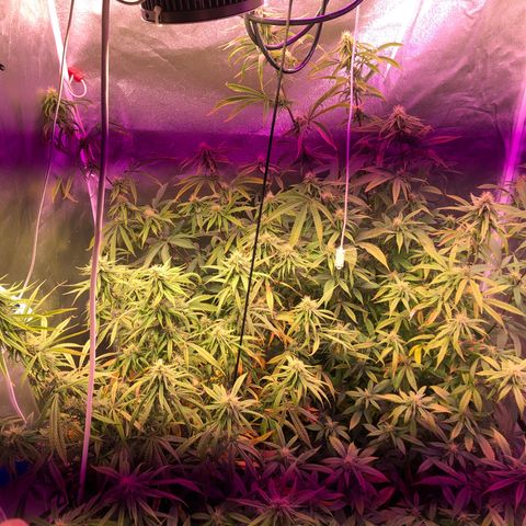 Big Bud #3 growlog timeline photo
