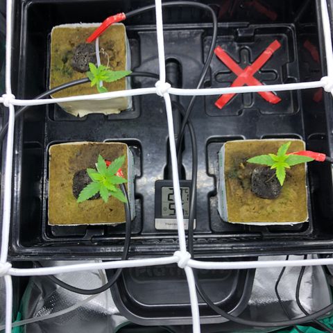 SilverHaze • FireOG #1 growlog timeline photo
