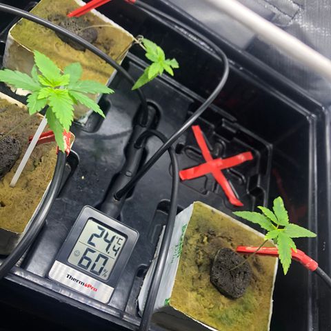 SilverHaze • FireOG #1 growlog timeline photo