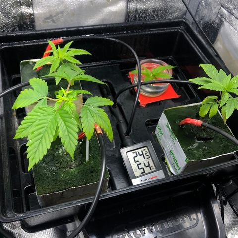 SilverHaze • FireOG #1 growlog photo: Toping done