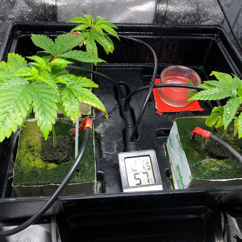 SilverHaze • FireOG #1 growlog timeline photo