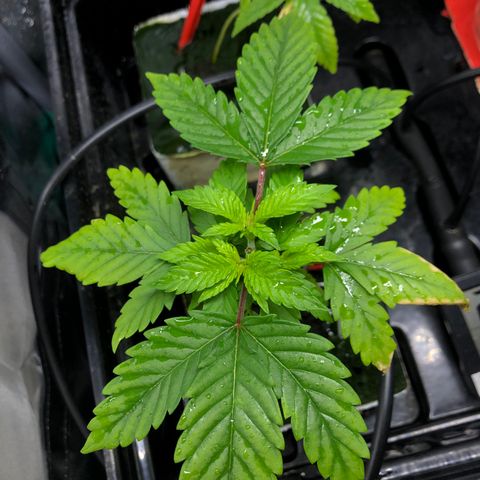 SilverHaze • FireOG #1 growlog timeline photo