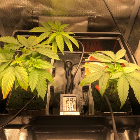SilverHaze • FireOG #1 growlog timeline photo