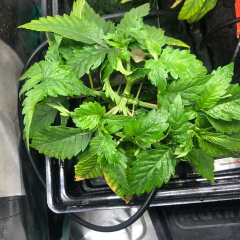 SilverHaze • FireOG #1 growlog timeline photo