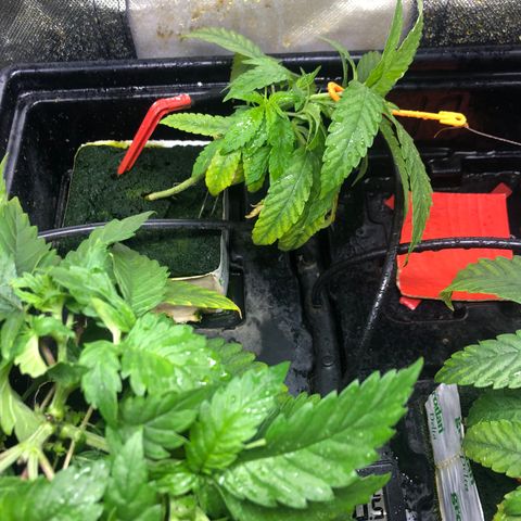 SilverHaze • FireOG #1 growlog timeline photo